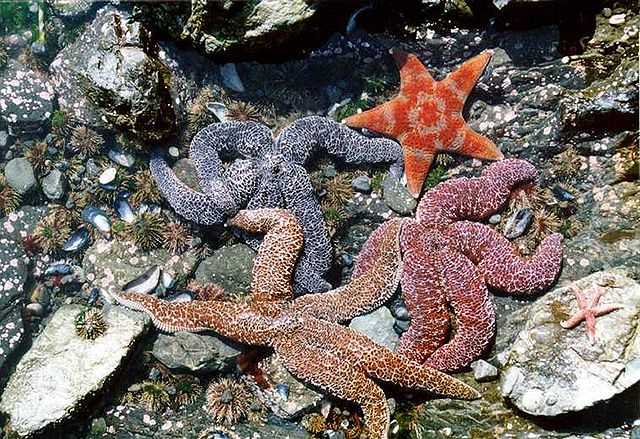 Уникальные особенности морской звезды: симметрия и покрытие тела