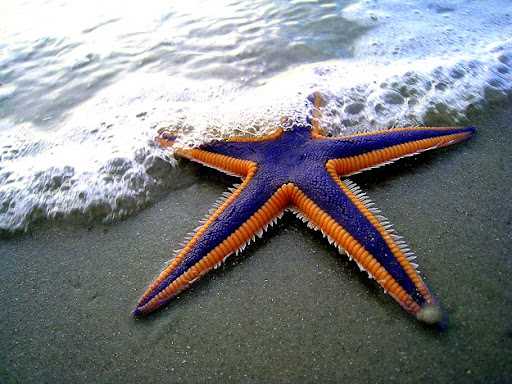 Строение и функции органов у морской звезды