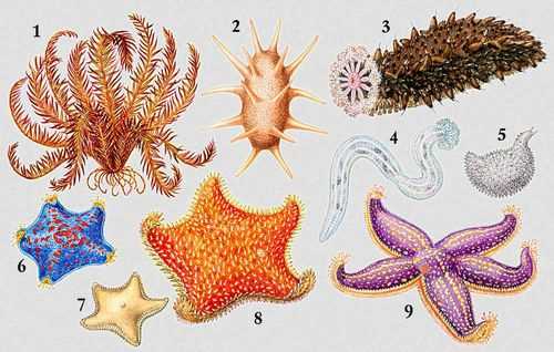 Распространение морских звезд