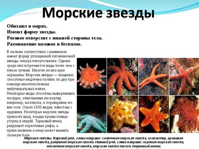 Исследование класса морских звезд — разнообразие видов и их особенности
