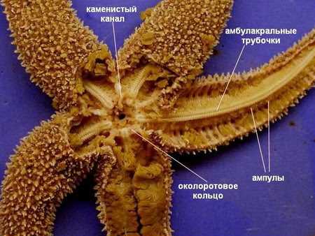 Яркие представители иглокожих морских звезд — разнообразие класса