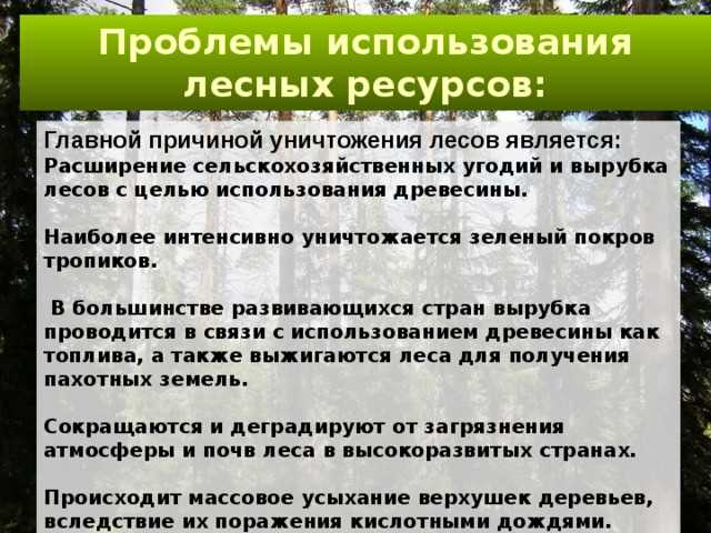 Разнообразие лесных поясов в мире