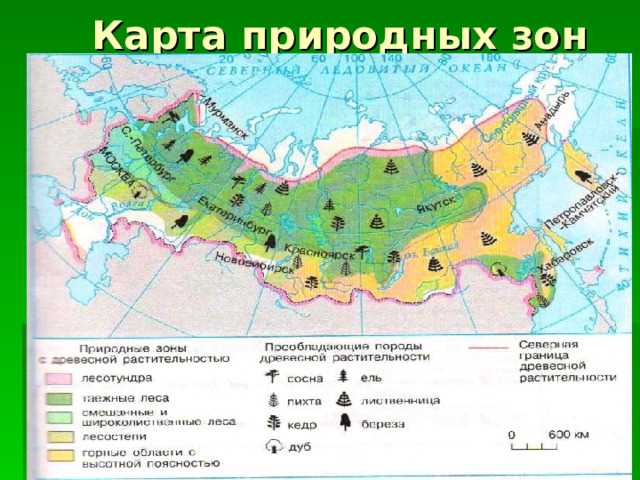 Многообразие растительности российской лесной зоны