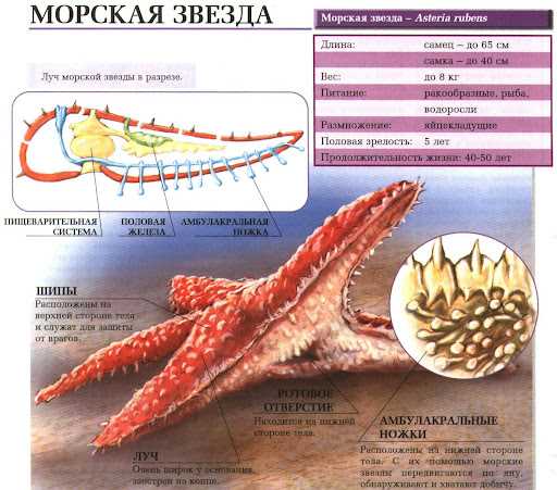 20 Причудливых и красивых видов морских звезд